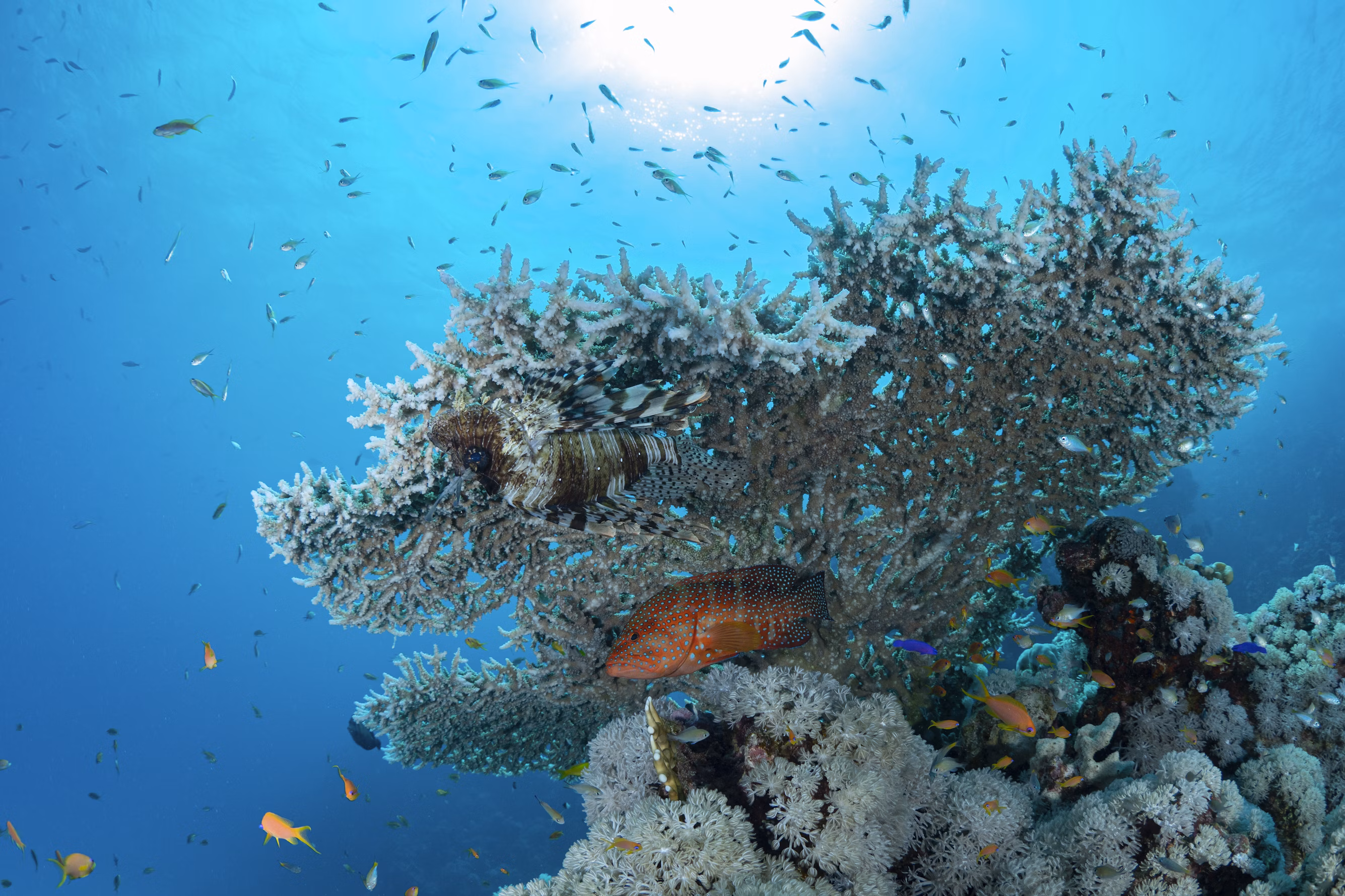 Coral reef with lionfish — a metaphor for memetic invasion